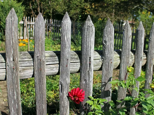 Une clôture de jardin en bois avec des fleurs, Clôtures.