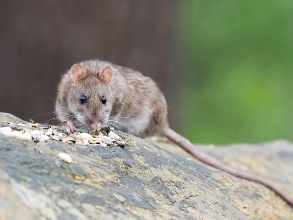 Une souris sur une poutre en bois, Nuisibles.